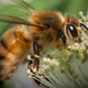 Image for article titled Bug Scientists Squash 'Insect Apocalypse' Paper